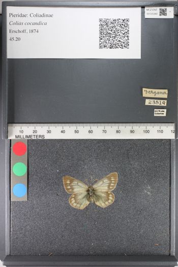 Media type: image;   Entomology 125340